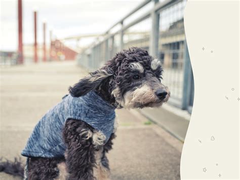 Aussiedoodle dog breed profile