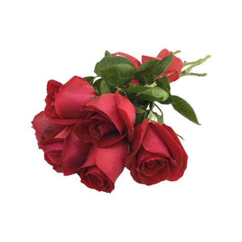 Seis Rosas Vermelhas Simples Assim Floricultura Taquari Flores