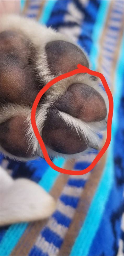 My Puppy Has Fused Paw Pads On All Four Paws The Two Center Toe Pads