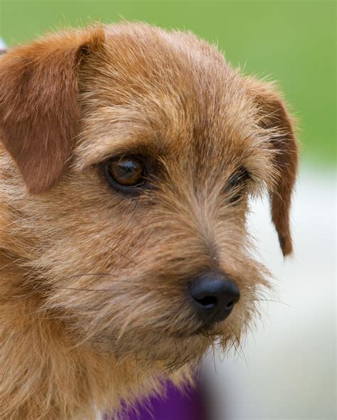 Terrier Mix Breed Dogs