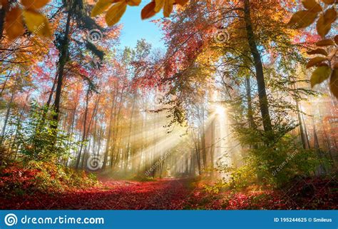 Fabulous Sun Rays In A Forest In Autumn Stock Image Image Of Autumn