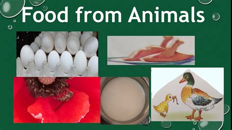 Animals As Sources Of Food Sources Of Food Food From Animals Food