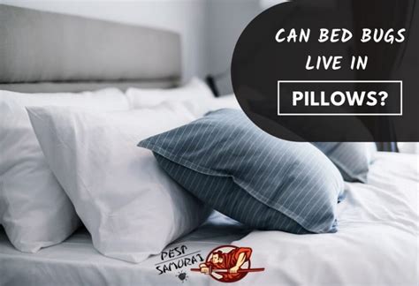 Can Bed Bugs Live In Pillows Knowing The Facts To Stay Safe Pest
