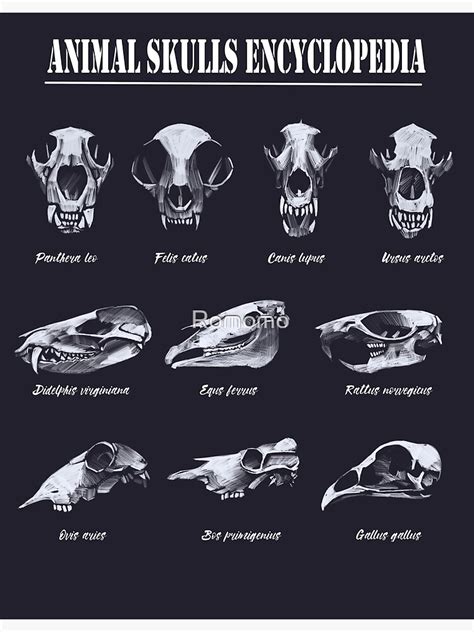 Animal Skulls Encyclopedia Canvas Print For Sale By Romomo Redbubble