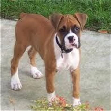 This breed's name denotes its fur length but doesn't mention its unusual markings. 31 best images about Different Breeds of dogs including ...