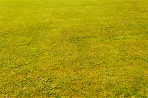 Green Grass Texture Warm Background Patternpictures