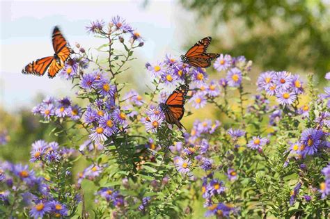10 Foolproof Wildflowers You Can Grow | Flowers that attract butterflies, Plants that attract ...