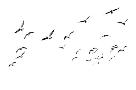Flock Of Birds Flying Isolated On White Background Stock Photo