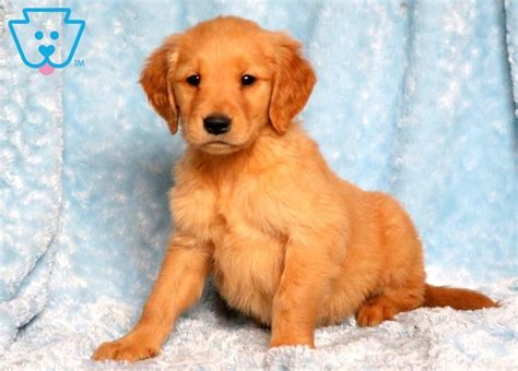 Ford Golden Retriever Puppy For Sale Keystone Puppies Goldenretr