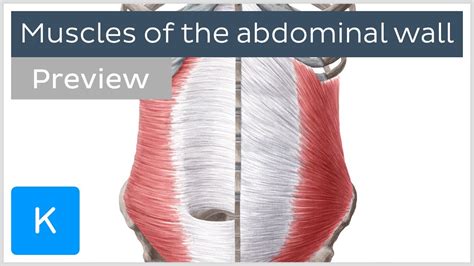 Muscles Of The Abdominal Wall Preview Human Anatomy Kenhub Youtube