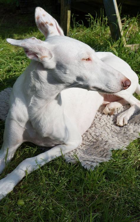 Family has pharaoh and ibizan puppy. Pin on Spanish Podenco