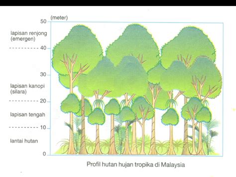 Angin bertiup menjadi lebih kencang. HUTAN HUJAN TROPIKA | GEOGRAFI TINGKATAN 1