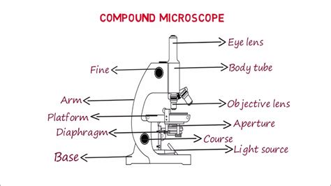 Top Compound Light Microscope Sketch Best Seven Edu Vn