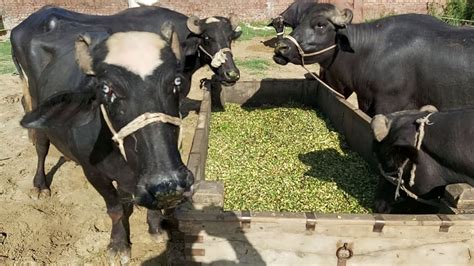8 Buffaloes Farmhow To Start Dairy Farm Business Dairy Farming In