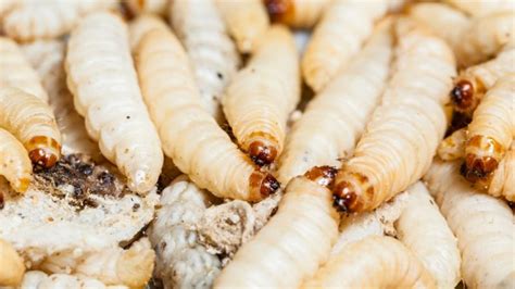 Tiny White Worm In Carpet Carpet Vidalondon