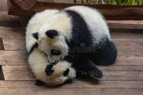 Giant Pandas Two Babies Playing Stock Image Image Of Conservation