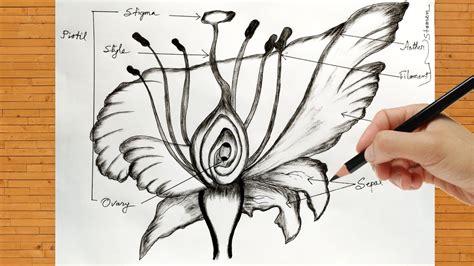 How To Draw Easy Diagram Of Longitudinal Section Of Flower