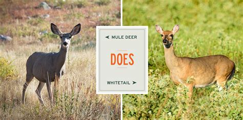 Mule Deer Vs Whitetails A Species Comparison 2022