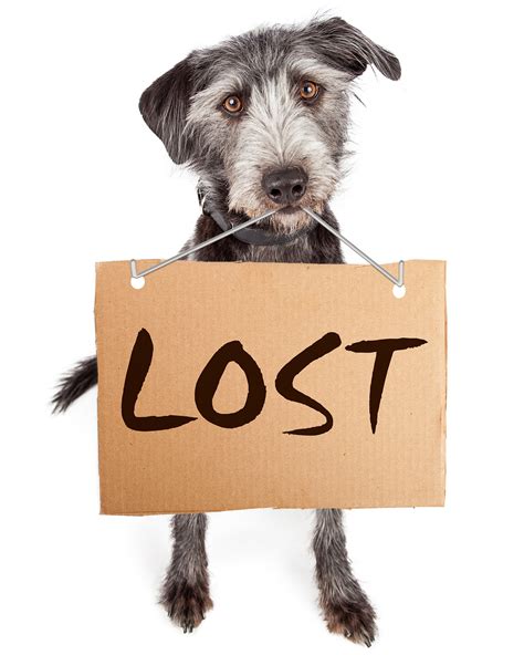 Well you're in luck, because here they come. Dog Holding Blank Cardboard Sign - Missing Animal Response ...