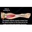 Tibialis Anterior Muscle Anatomy — OrthopaedicPrinciplescom
