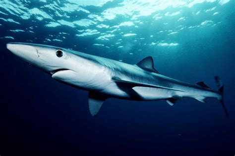Definitive Ranking Of Deadliest Sharks Stem Jobs