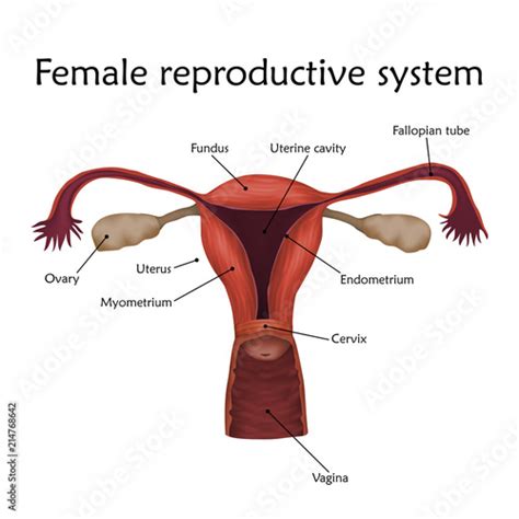 Female Reproductive System With A Description Anatomy Realistic Vector Illustration White
