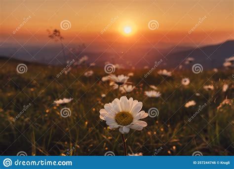 Camomile Flower Against Backdrop Of Sunset In Mountains Stock Photo