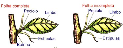 Anatomia E Morfologia Vegetal Folha