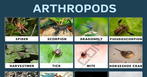 Arthropods List Of Popular Arthropods With Useful Facts • 7esl