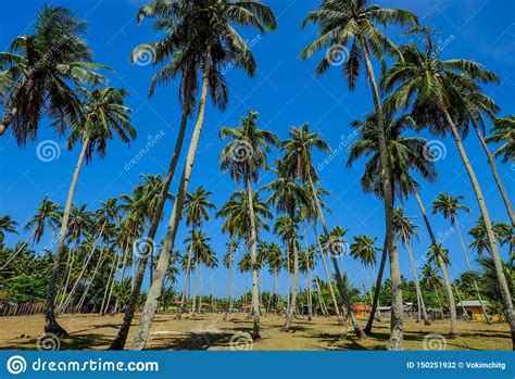 Coconut Trees Under Blue Sky Stock Photo Image Of Outside County