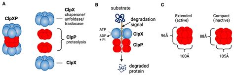 Clpxp Structure And Function As A Mitochondrial Protease A Clpxp