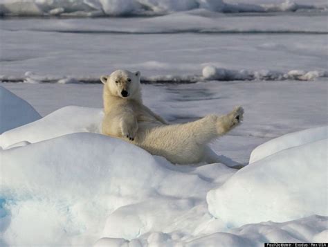 psbattle a fabulously posing polar bear x post r bearsdoinghumanthings r photoshopbattles