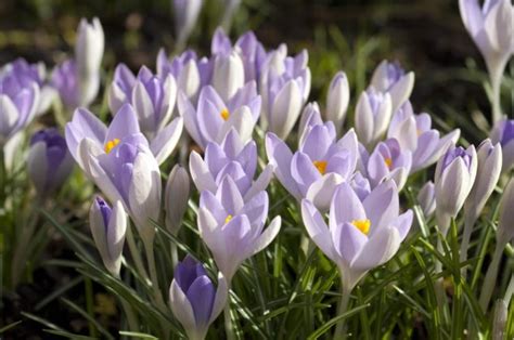 How To Grow Early Flowering Bulbs The English Garden