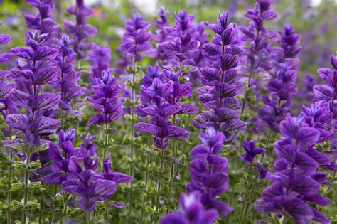 Flowering bushes pictures and names. Best Plants with Purple Flowers - gardenersworld.com