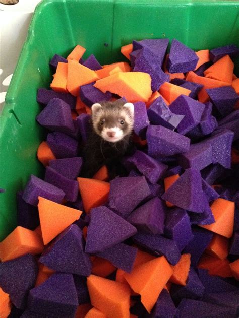 You don't need some wildly elaborate or expensive creation. Ferret foam pit | Ferret toys, Ferret diy, Ferret