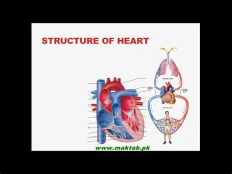 A healthy heart supplies your body with the right amount of blood at the rate needed to work well. FSc Biology Book1, CH 14, LEC 12: Structure of Human Heart ...
