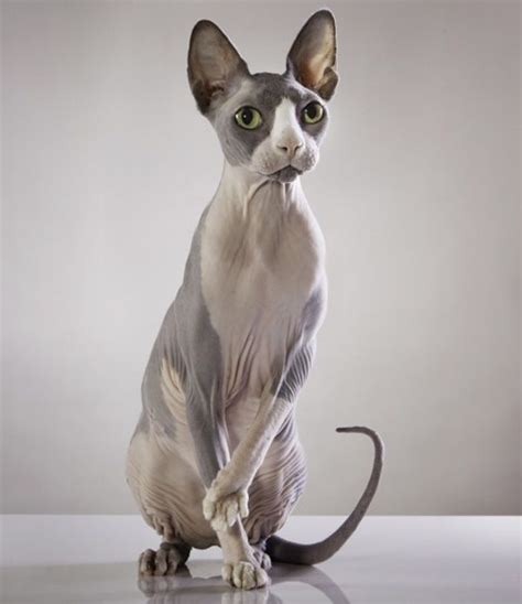 40 Amazing Hairless Sphynx Cat Pictures Tail And Fur Popular Cat