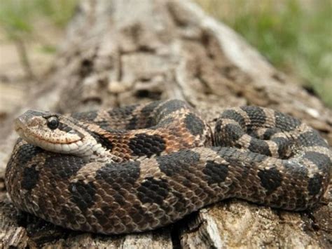 12 Snakes Found In Alabama With Pictures Pet Keen