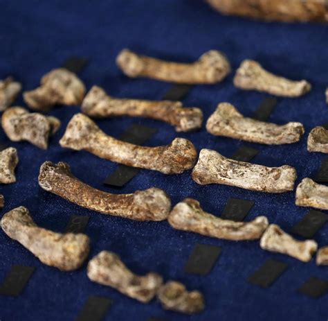 Homo naledi appears to have lived near the same time as … Aufgabe Abitur Homo Naledi / Neue Menschenart Entdeckt ...