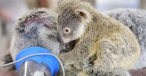 Baby Koala Hugs Unconscious Mom During Life Saving Surgery
