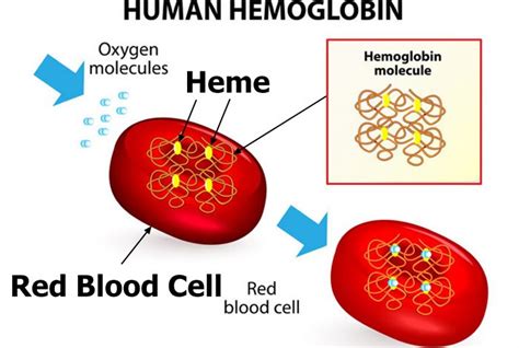 Hemoglobin H Disease Causes Symptoms Diagnosis And Treatment