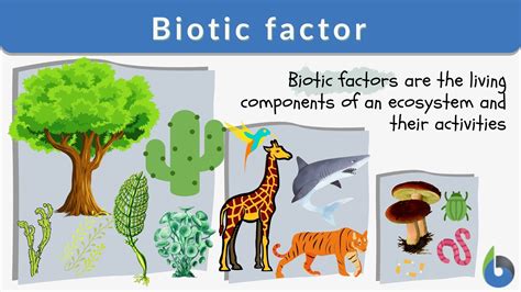 Biotic Factor Definition And Examples Biology Online Dictionary