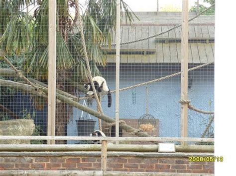 Battersea Park Childrens Zoo London 2020 All You Need To Know