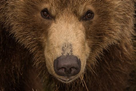 Fearless Photographer Captures Incredible Images Of Brown Bears In The