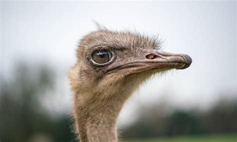 Ostrich Eye Stock Photos Pictures And Royalty Free Images Istock