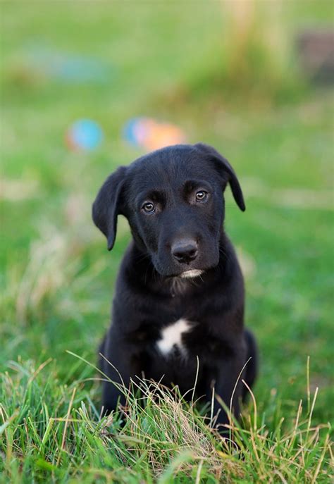 Small Dogs And Big Cats Gallery Ebaums World