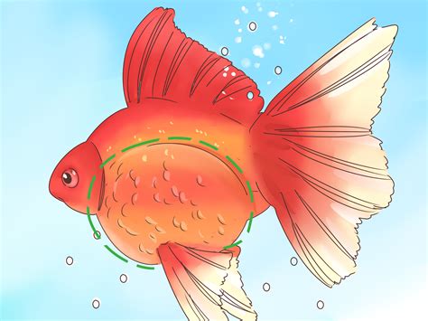 How To Tell If A Goldfish Is Pregnant 8 Steps With Pictures