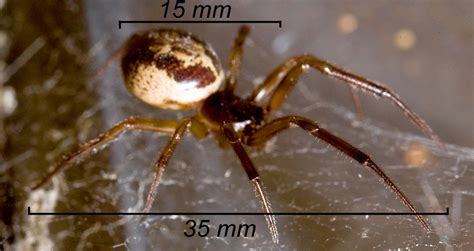 False Black Widow Spider Identification