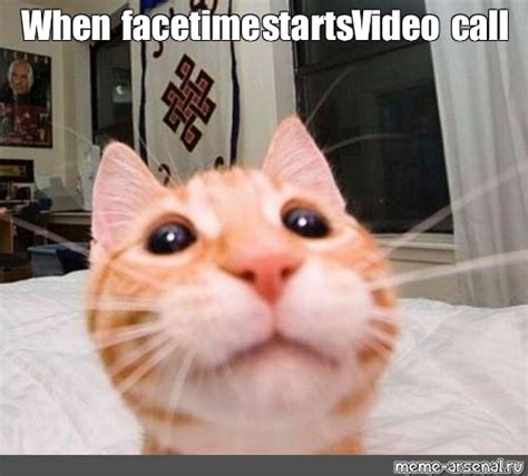Animals On Facetime Meme New Wallpapers Free Download