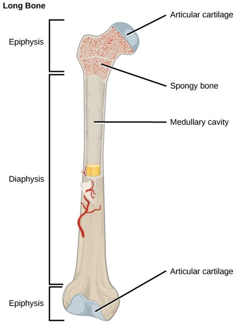 Long Bone Model Diagram Unit The Skeletal System Douglas College Human Anatomy Physiology I
